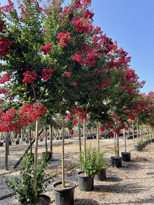 LAGERSTROEMIA INDICA DINAMITE Mirto Crepe / Lillà delle Indie
