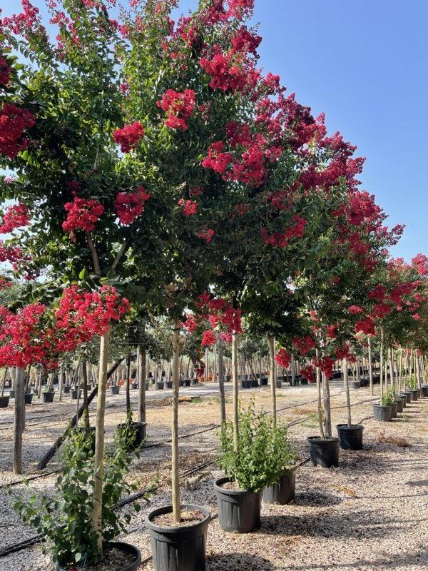 LAGERSTROEMIA INDICA DINAMITE Mirto Crepe / Lillà delle Indie