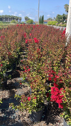 LAGERSTROEMIA INDICA DINAMITE Mirto Crepe / Lillà delle Indie