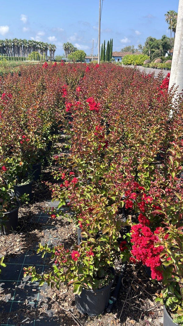 LAGERSTROEMIA INDICA DINAMITE Mirto Crepe / Lillà delle Indie
