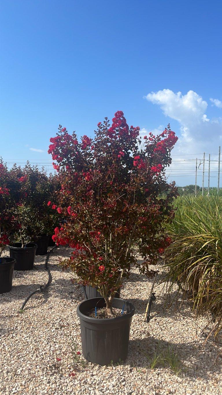 LAGERSTROEMIA INDICA DINAMITE Mirto Crepe / Lillà delle Indie