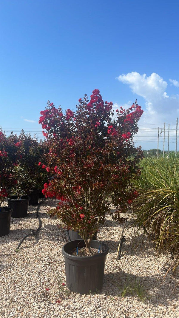 LAGERSTROEMIA INDICA DINAMITE Mirto Crepe / Lillà delle Indie