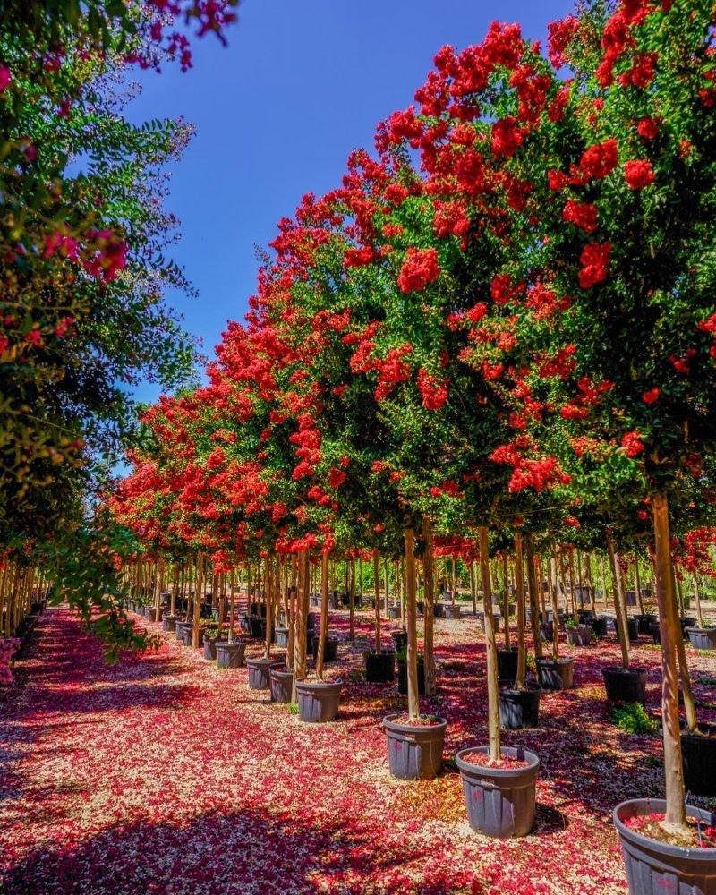 LAGERSTROEMIA INDICA DINAMITE Mirto Crepe / Lillà delle Indie