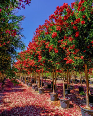 LAGERSTROEMIA INDICA DINAMITE Mirto Crepe / Lillà delle Indie