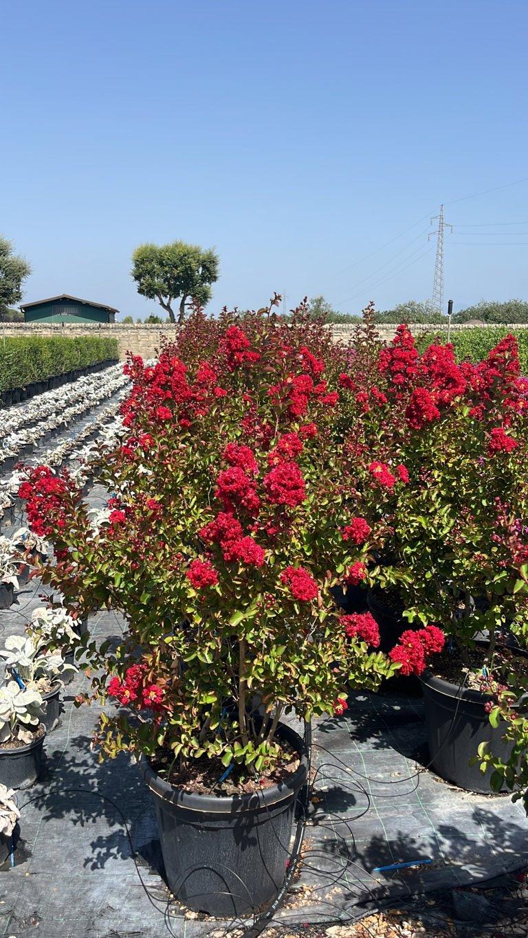 LAGERSTROEMIA INDICA DINAMITE Mirto Crepe / Lillà delle Indie