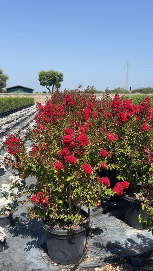 LAGERSTROEMIA INDICA DINAMITE Mirto Crepe / Lillà delle Indie