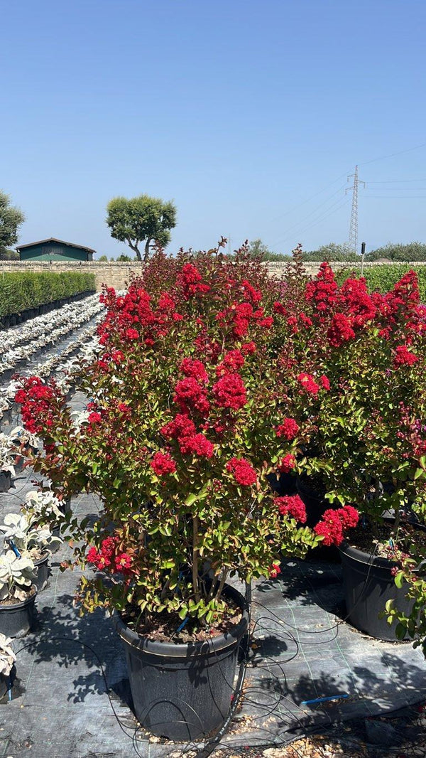 LAGERSTROEMIA INDICA DINAMITE Mirto Crepe / Lillà delle Indie