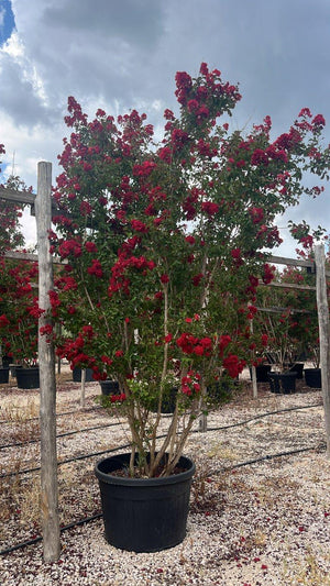 LAGERSTROEMIA INDICA DINAMITE Mirto Crepe / Lillà delle Indie
