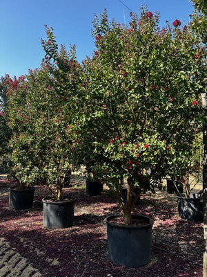 LAGERSTROEMIA INDICA DINAMITE Mirto Crepe / Lillà delle Indie