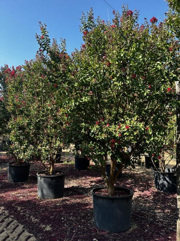 LAGERSTROEMIA INDICA DINAMITE Mirto Crepe / Lillà delle Indie