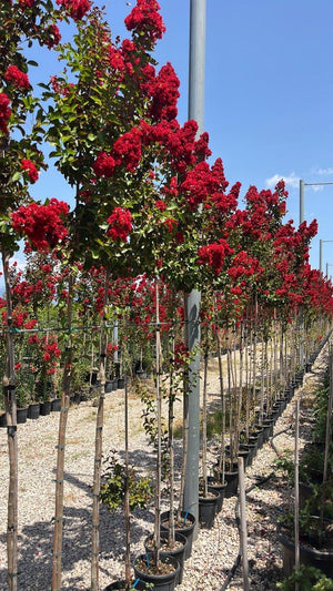 LAGERSTROEMIA INDICA DINAMITE Mirto Crepe / Lillà delle Indie