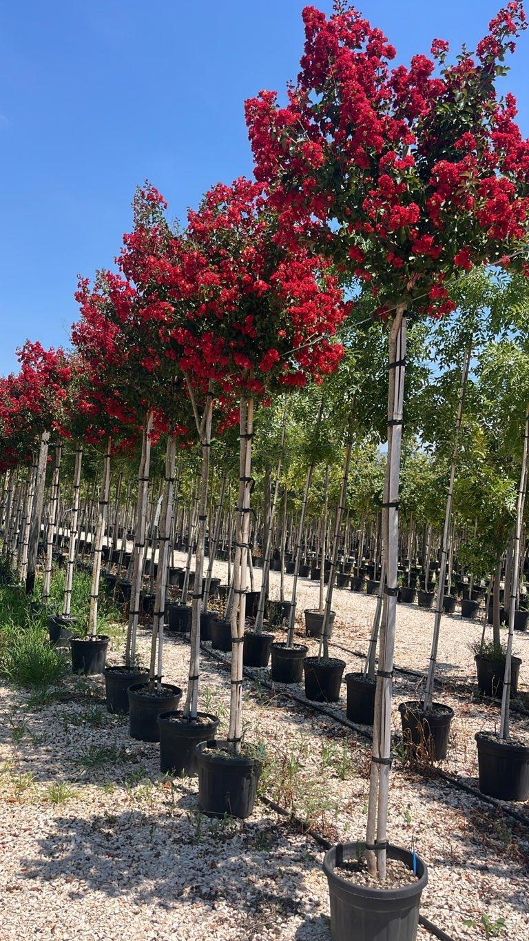 LAGERSTROEMIA INDICA DINAMITE Mirto Crepe / Lillà delle Indie