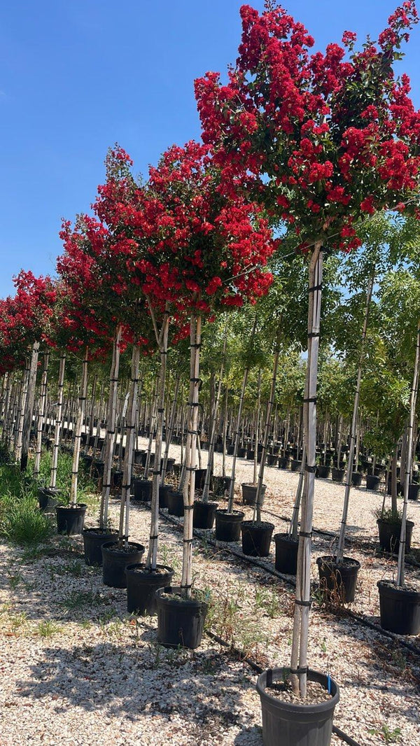 LAGERSTROEMIA INDICA DINAMITE Mirto Crepe / Lillà delle Indie