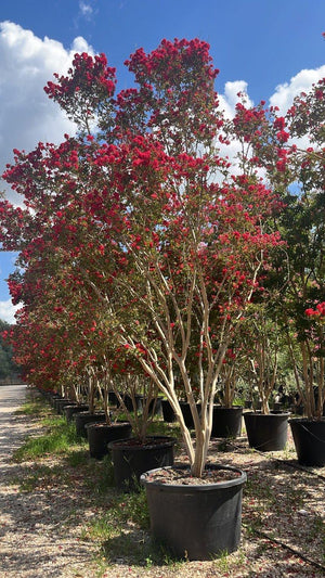 LAGERSTROEMIA INDICA DINAMITE Mirto Crepe / Lillà delle Indie