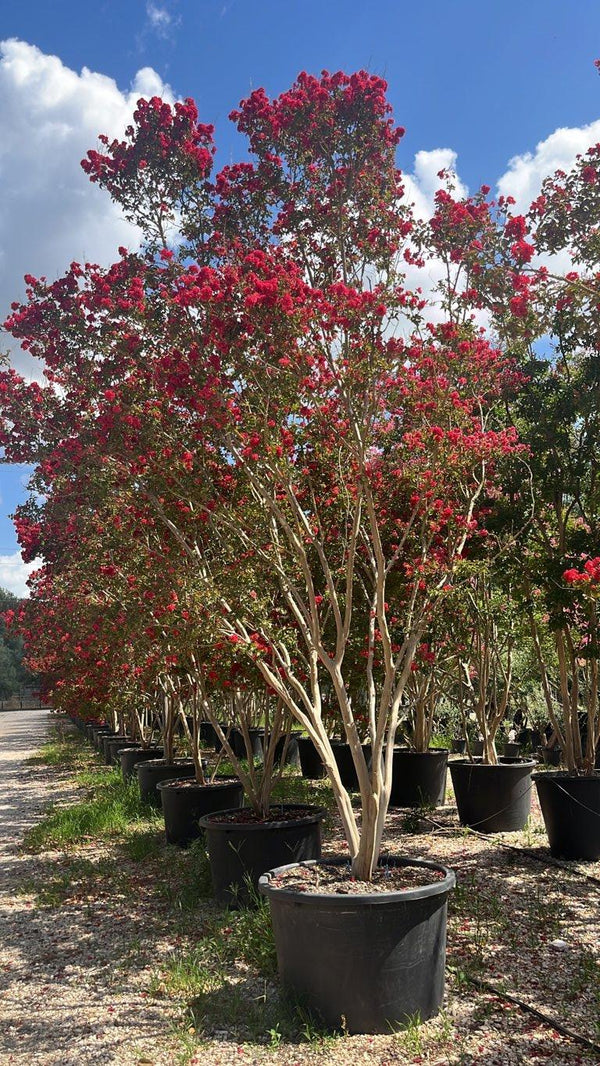 LAGERSTROEMIA INDICA DINAMITE Mirto Crepe / Lillà delle Indie