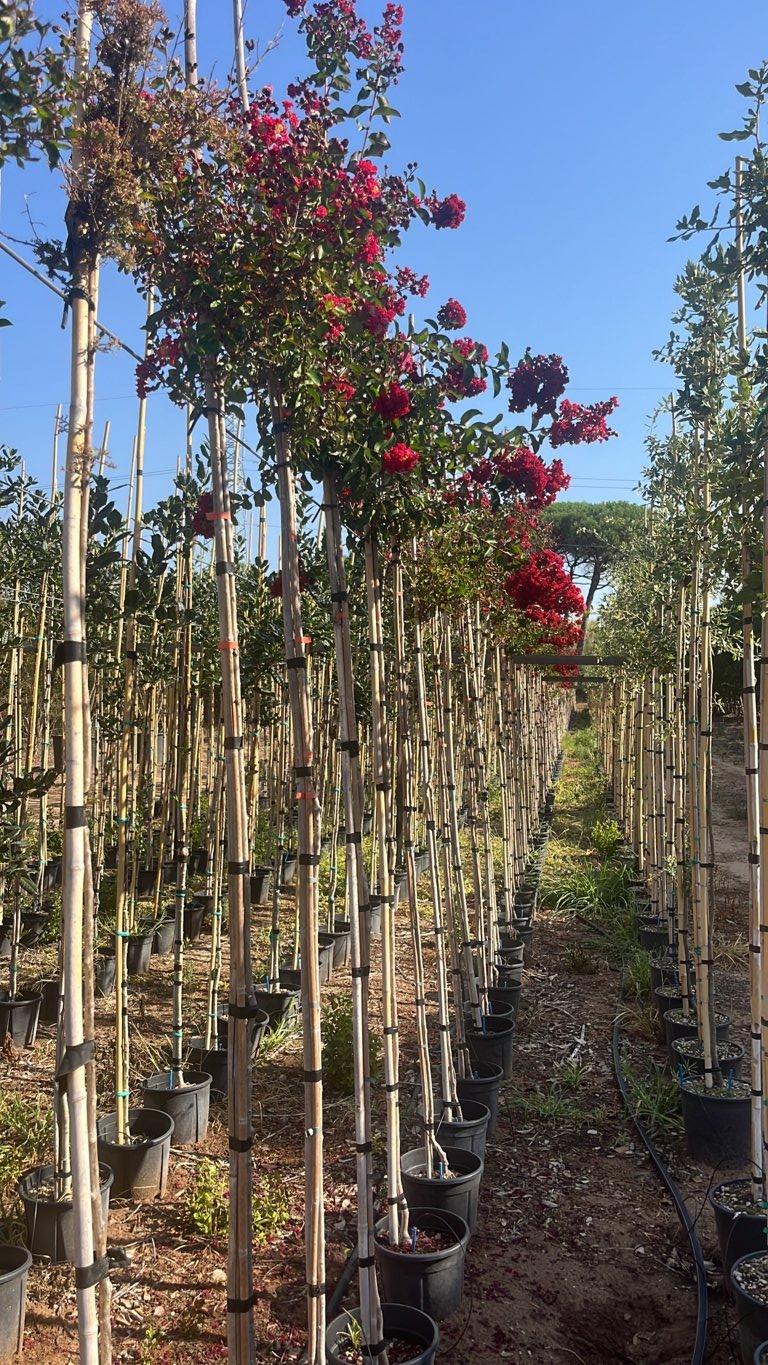 LAGERSTROEMIA INDICA DINAMITE Mirto Crepe / Lillà delle Indie