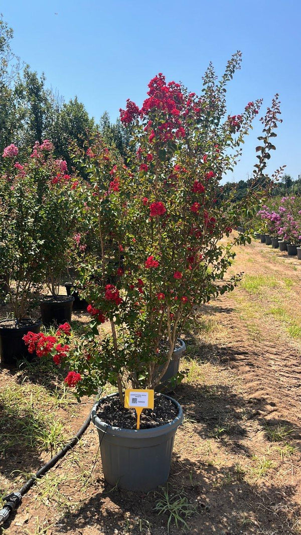 LAGERSTROEMIA INDICA DINAMITE Mirto Crepe / Lillà delle Indie