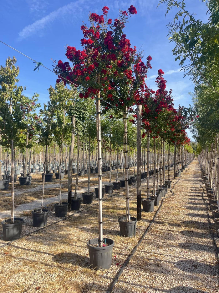 LAGERSTROEMIA INDICA DYNAMITE Mirto Crepe / Lillà delle Indie