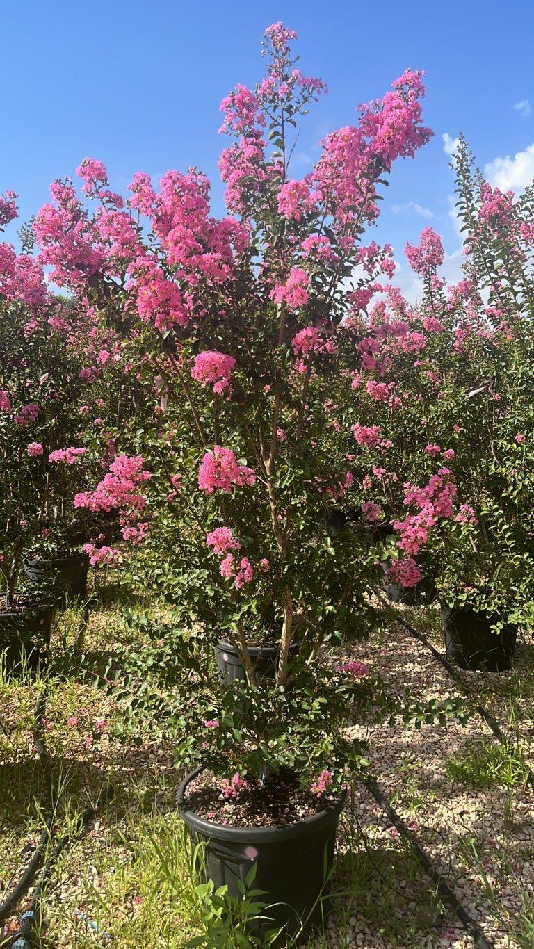 LAGERSTROEMIA INDICA EMILIE Mirto Crepe / Lillà delle Indie