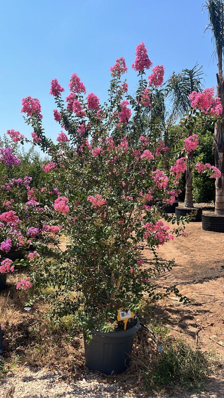 LAGERSTROEMIA INDICA EMILIE Mirto Crepe / Lillà delle Indie