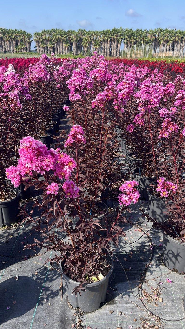LAGERSTROEMIA INDICA ENDURING LAVENDER Mirto Crepe / Lillà delle Indie