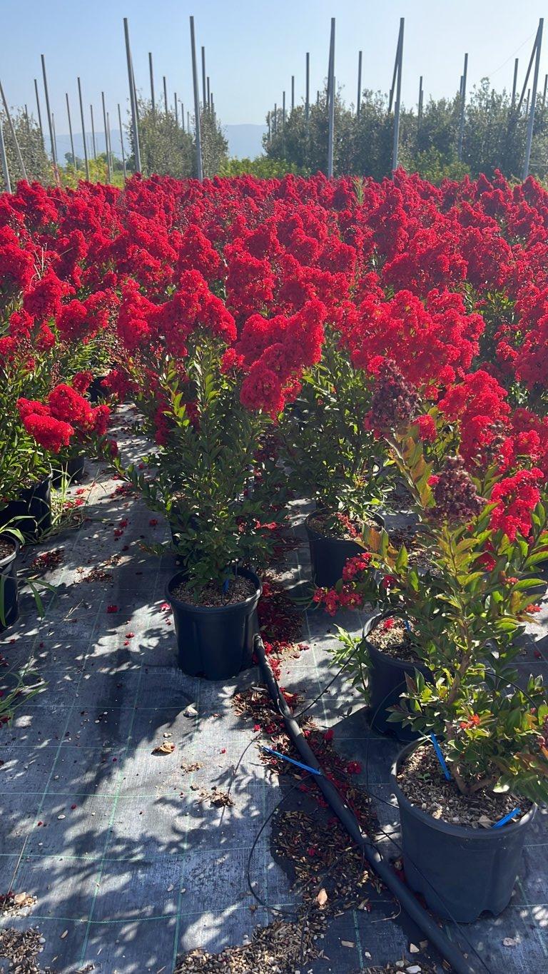 LAGERSTROEMIA INDICA ENDURING RED Mirto Crepe / Lillà delle Indie