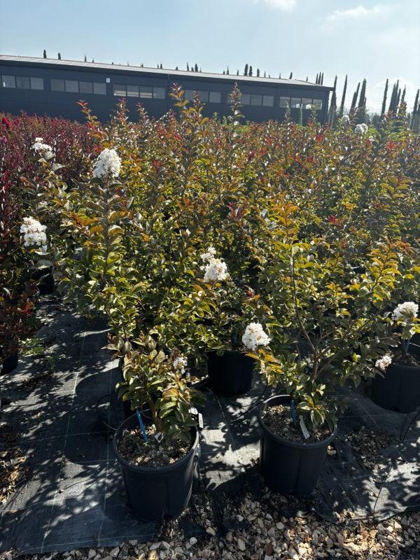 LAGERSTROEMIA INDICA ENDURING WHITE Mirto Crepe / Lillà delle Indie
