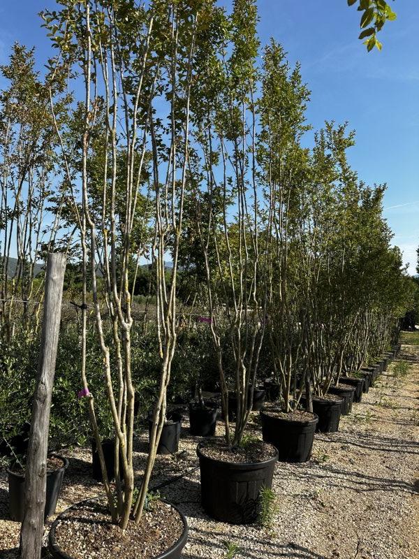 LAGERSTROEMIA INDICA FUCSIA Mirto Crepe / Lillà delle Indie