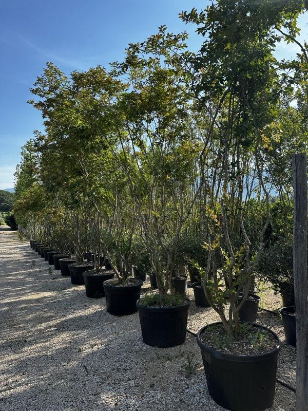 LAGERSTROEMIA INDICA LILLA Mirto Crepe / Lillà delle Indie