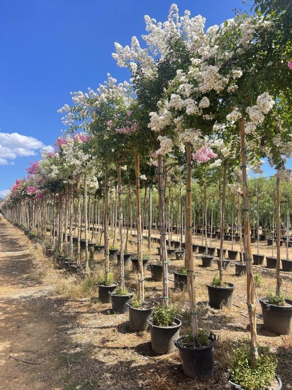 Lagerstroemia Indica (Mirto crespo) — Albero, circonferenza 12/14 cm, vaso 90 litri