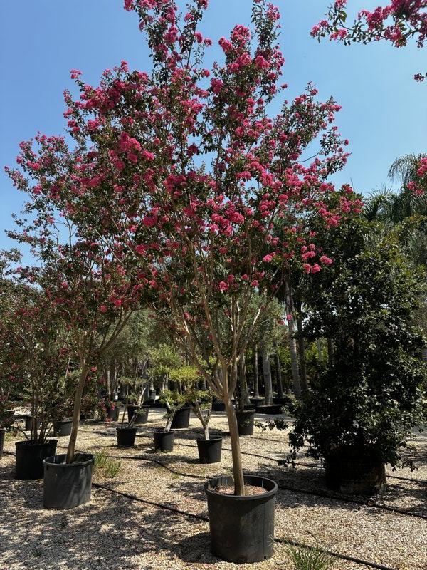Lagerstroemia Indica (Mirto crespo) — 3/4 fusto, circonferenza 25/30 cm, vaso 240 litri