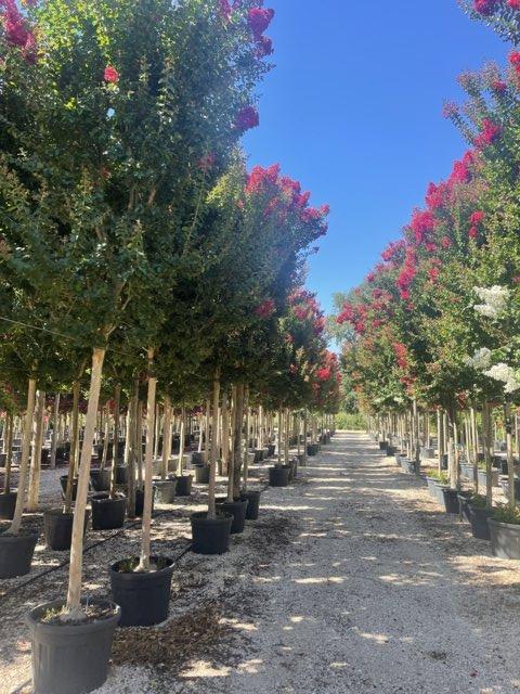 Lagerstroemia Indica (Mirto crespo) — Albero, circonferenza 20/25 cm, vaso 70 litri