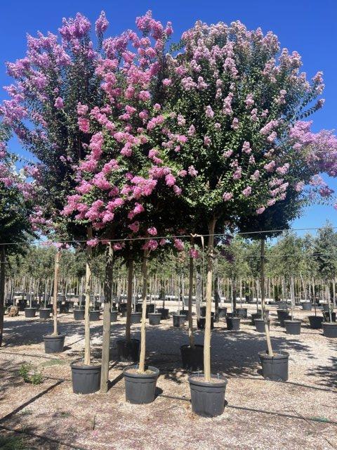 Lagerstroemia Indica (Mirto crespo) — Albero, circonferenza 20/25 cm, vaso 110 litri