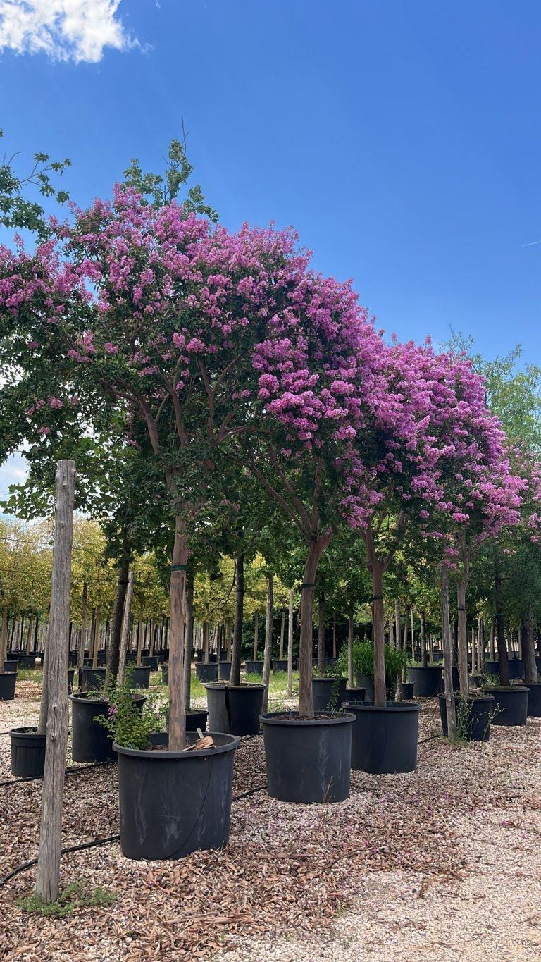 Lagerstroemia Indica (Mirto crespo) — Albero, circonferenza 35/40 cm, vaso 500 litri