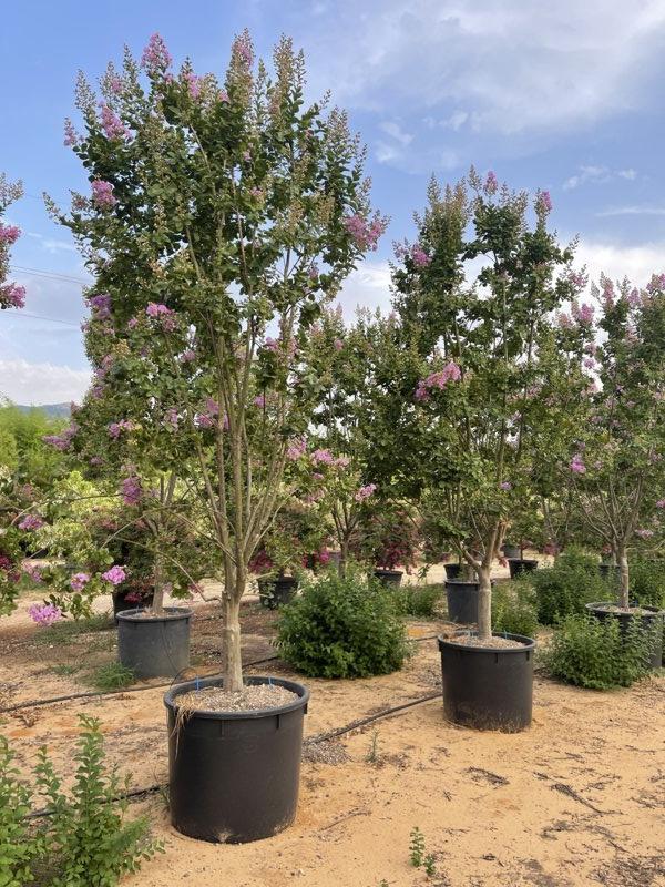 Lagerstroemia Indica (Mirto crespo) — Mini fusto, circonferenza 25/30 cm, vaso 240 litri