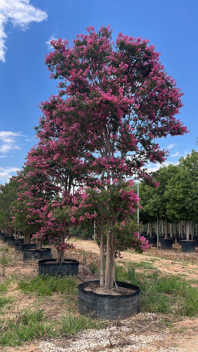 Lagerstroemia Indica (Mirto crespo) — Cespuglio, altezza 500/600 cm, in rete
