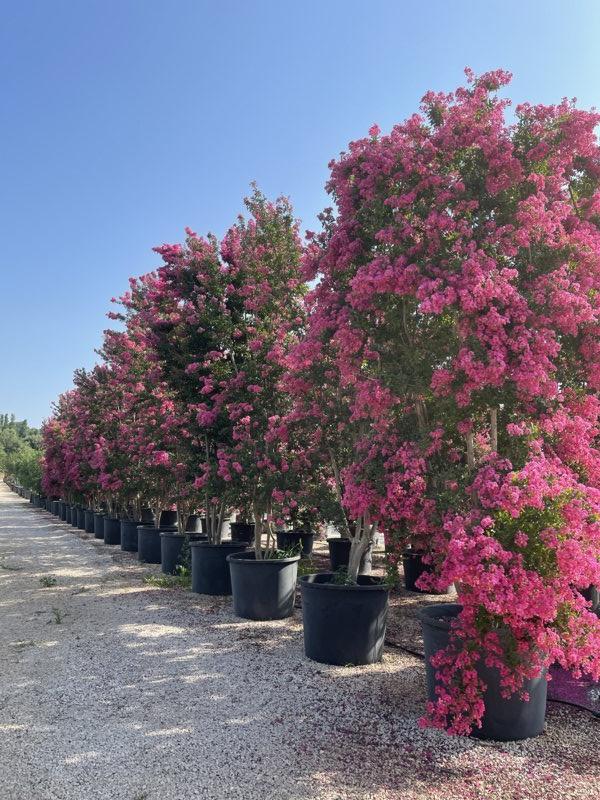 Lagerstroemia Indica (Mirto crespo) — Cespuglio, altezza 400/450 cm, vaso 350 litri