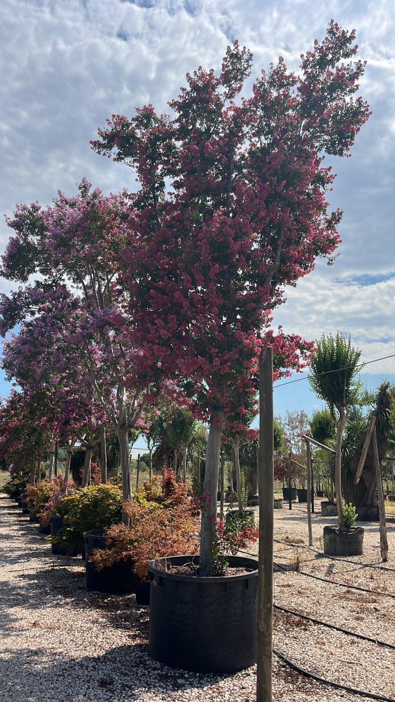 Lagerstroemia Indica (Mirto crespo) — Albero, circonferenza 40/50 cm, vaso 750 litri