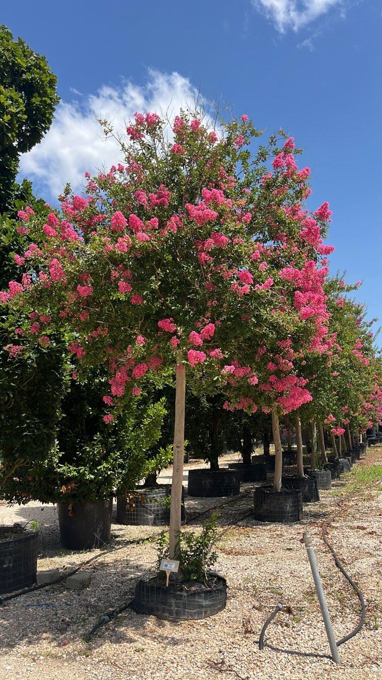 Lagerstroemia Indica (Mirto crespo) — Albero, circonferenza 30/35 cm, in rete
