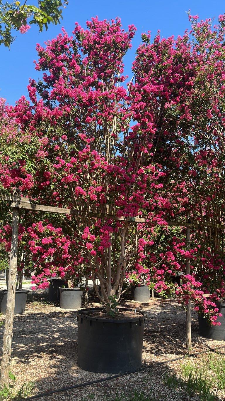 Lagerstroemia Indica (Mirto crespo) — Cespuglio, altezza 500/550 cm, vaso 750 litri