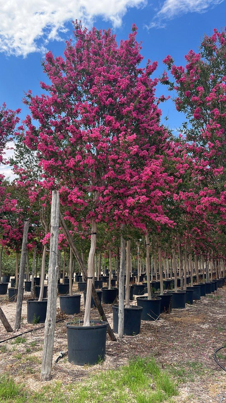 Lagerstroemia Indica (Mirto crespo) — Albero, circonferenza 25/30 cm, vaso 240 litri
