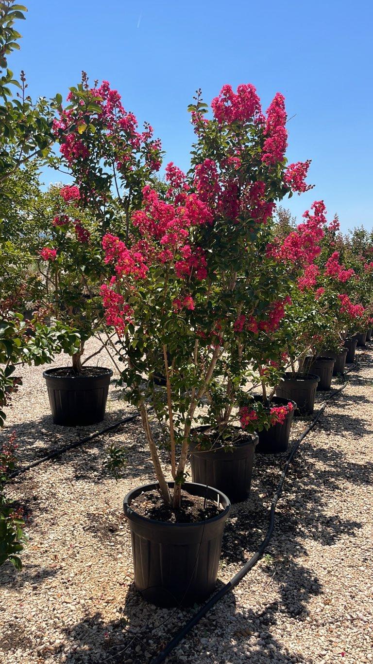 Lagerstroemia Indica (Mirto crespo) — Cespuglio, altezza 150/200 cm, vaso 55 litri