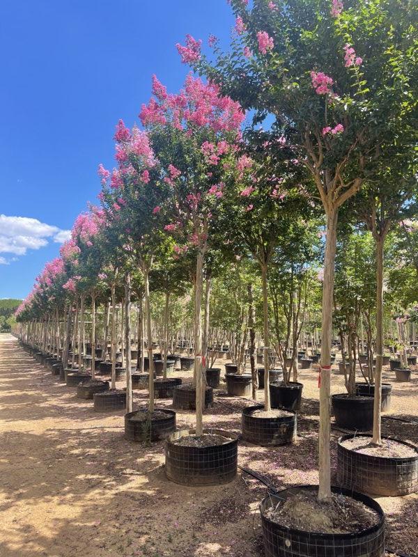 Lagerstroemia Indica (Mirto crespo) — Albero, circonferenza 25/30 cm, in rete