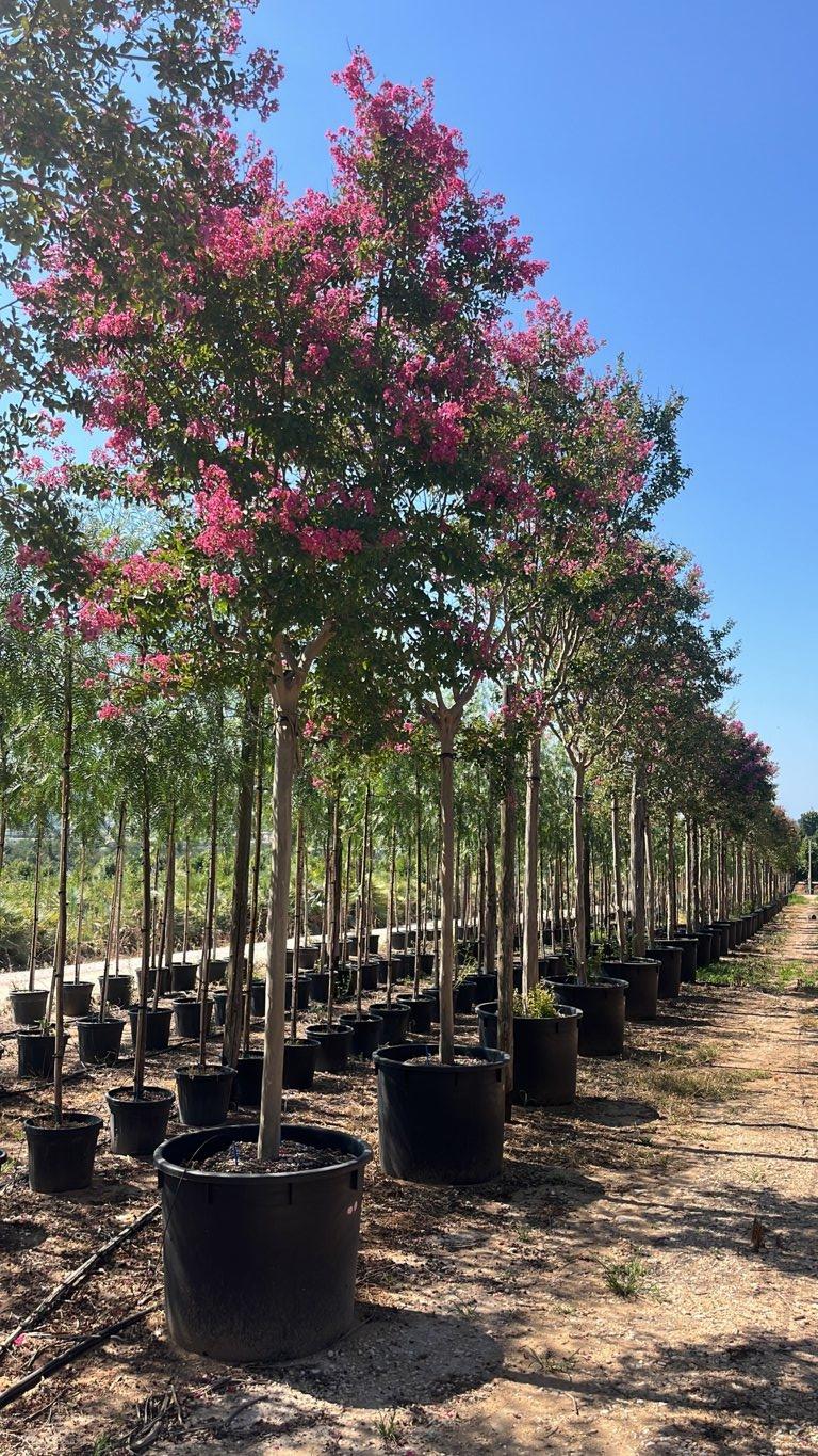 Lagerstroemia Indica (Mirto crespo) — Albero, circonferenza 20/25 cm, vaso 240 litri