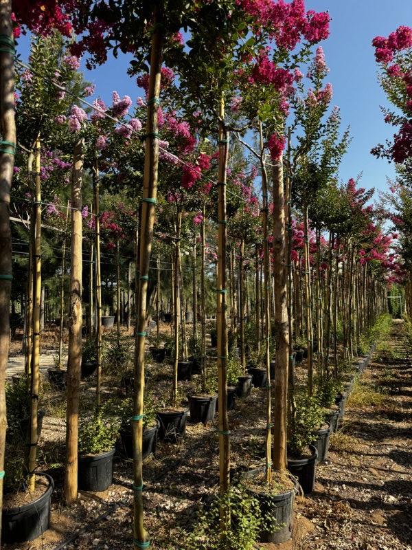 Lagerstroemia Indica (Mirto crespo) — Albero, circonferenza 10/12 cm, vaso 30 litri