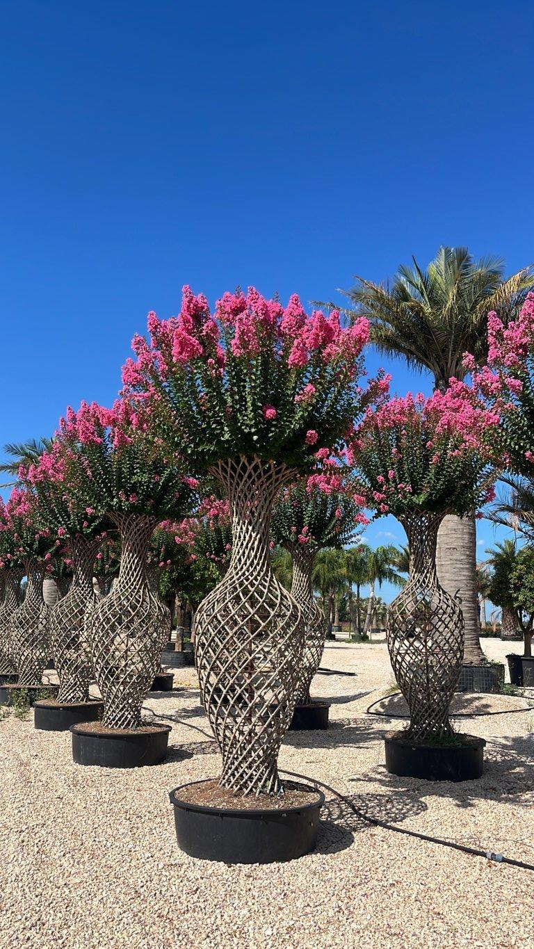 Lagerstroemia Indica (Mirto crespo) — Bottiglia, altezza 250/300 cm, vaso 275 litri