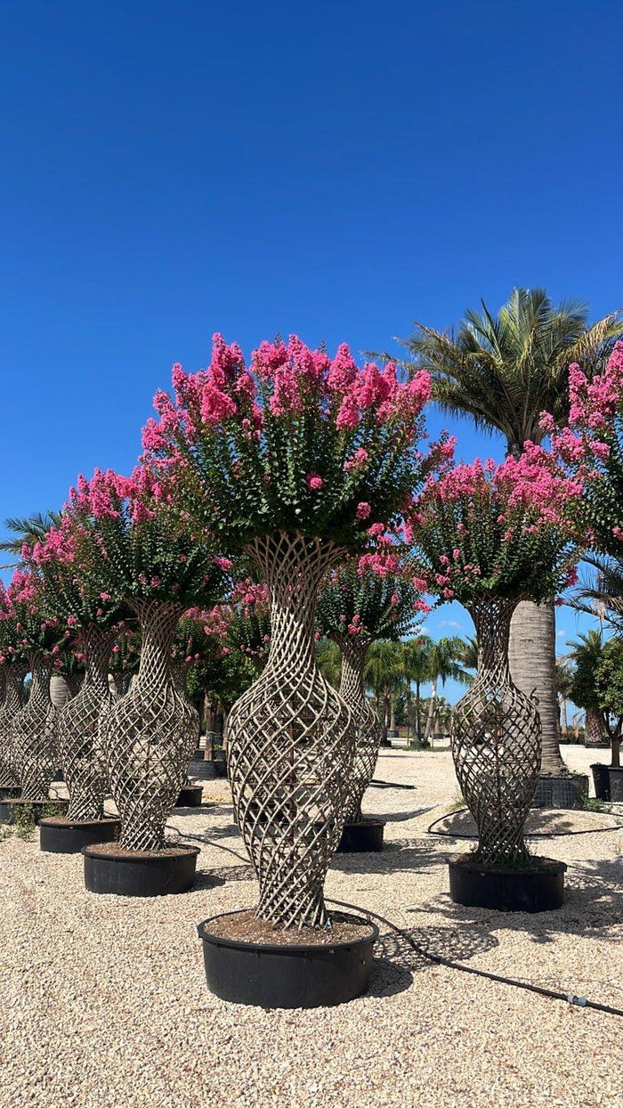 Lagerstroemia Indica (Mirto crespo) — Bottiglia, altezza 250/300 cm, vaso 275 litri