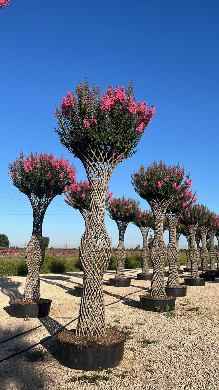 Lagerstroemia Indica (Mirto crespo) — Bottiglia, altezza 300/350 cm, vaso 275 litri