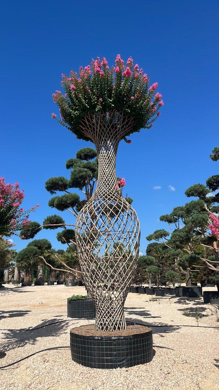 Lagerstroemia Indica (Mirto crespo) — Bottiglia, altezza 400/450 cm, in rete