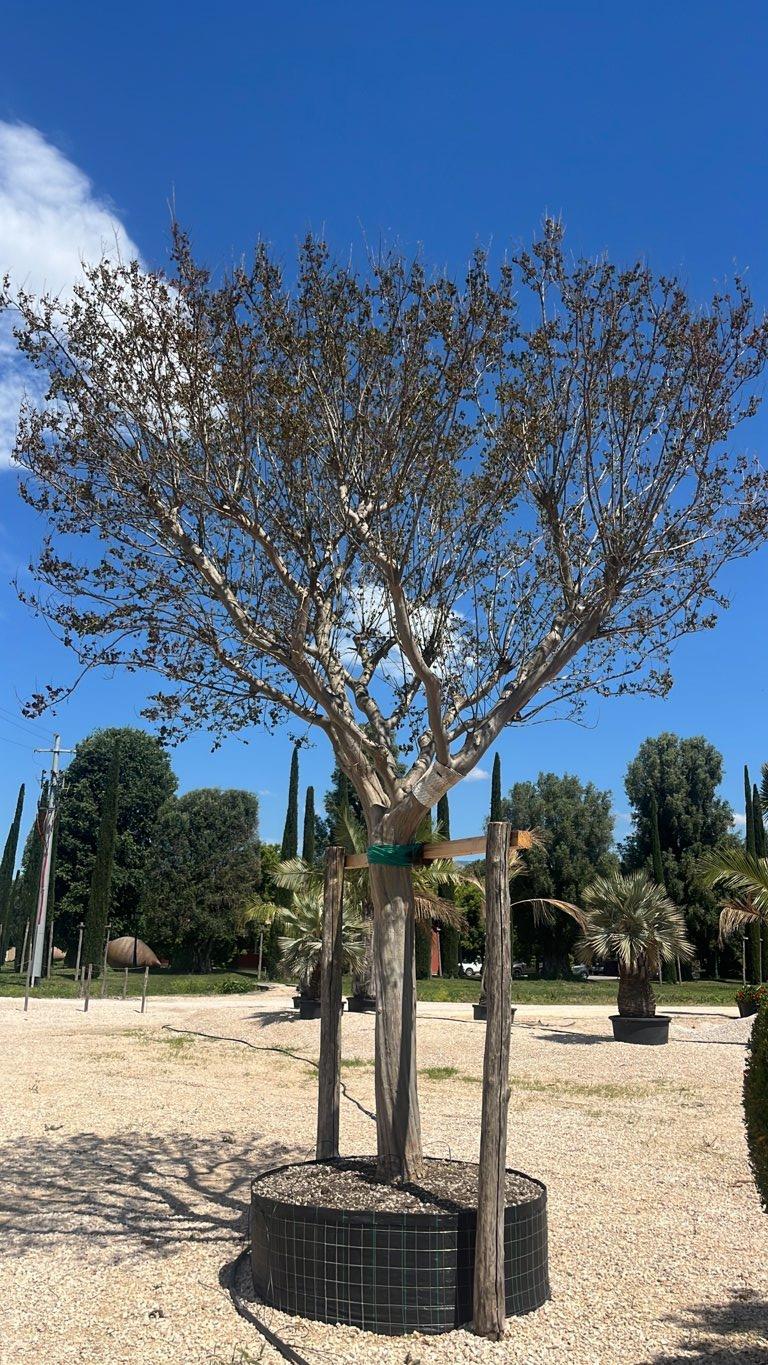 LAGERSTROEMIA INDICA Mirto Crepe / Lillà delle Indie